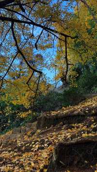 銀杏樹下慢時光,德化丁榮村