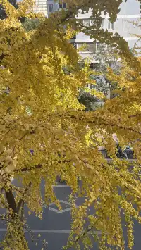 11月28日實況!局門路銀杏濃度已達85%