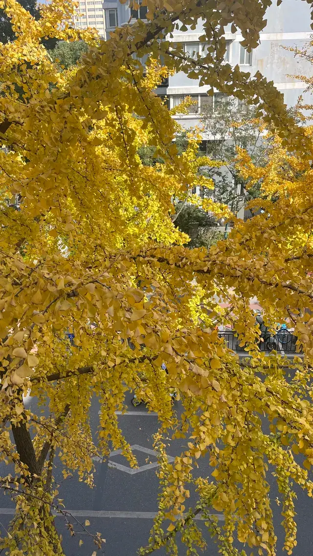 11月28日實況!局門路銀杏濃度已達85% 11月28日實況!局門路銀杏濃度已達85%