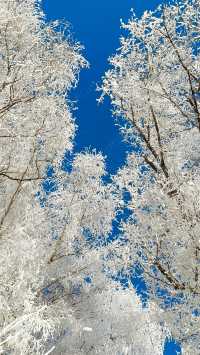 今天的吉林霧淞簡直美爆了!!!