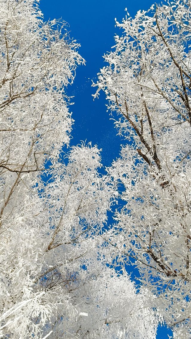 今天的吉林霧淞簡直美爆了!!! 今天的吉林霧淞簡直美爆了!!!