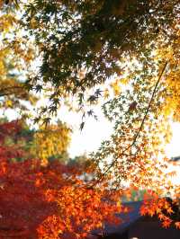 花港觀魚確實美得超出!附賞楓攻略