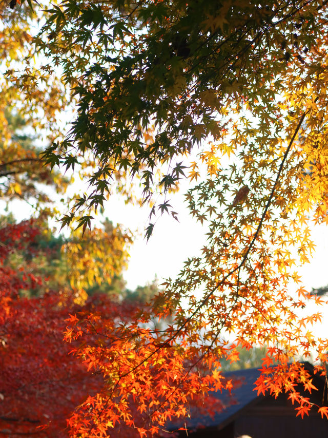 花港觀魚確實美得超出!附賞楓攻略 花港觀魚確實美得超出!附賞楓攻略