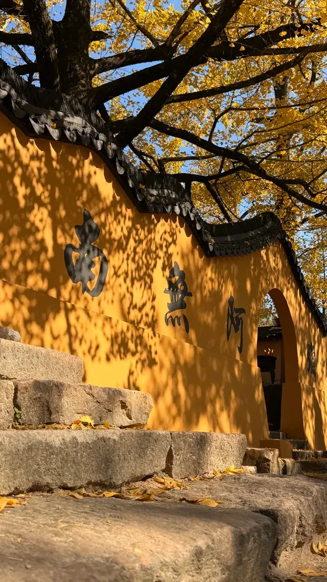 湖州·長興十里銀杏長廊|鋪就一地金黃! 湖州·長興十里銀杏長廊|鋪就一地金黃!