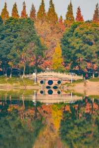 升仙湖的秋，是水杉用紅色寫的詩 