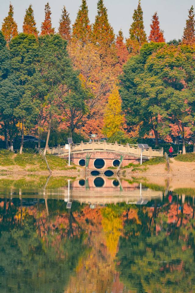升仙湖的秋，是水杉用紅色寫的詩 