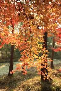 上海最大規模楓葉林濃度已達100%