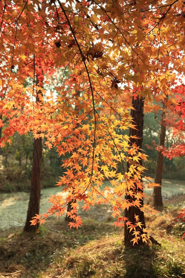 上海最大規模楓葉林濃度已達100%