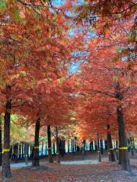 上海的秋天｜藏在康橋的「大興安嶺」小眾秘境！