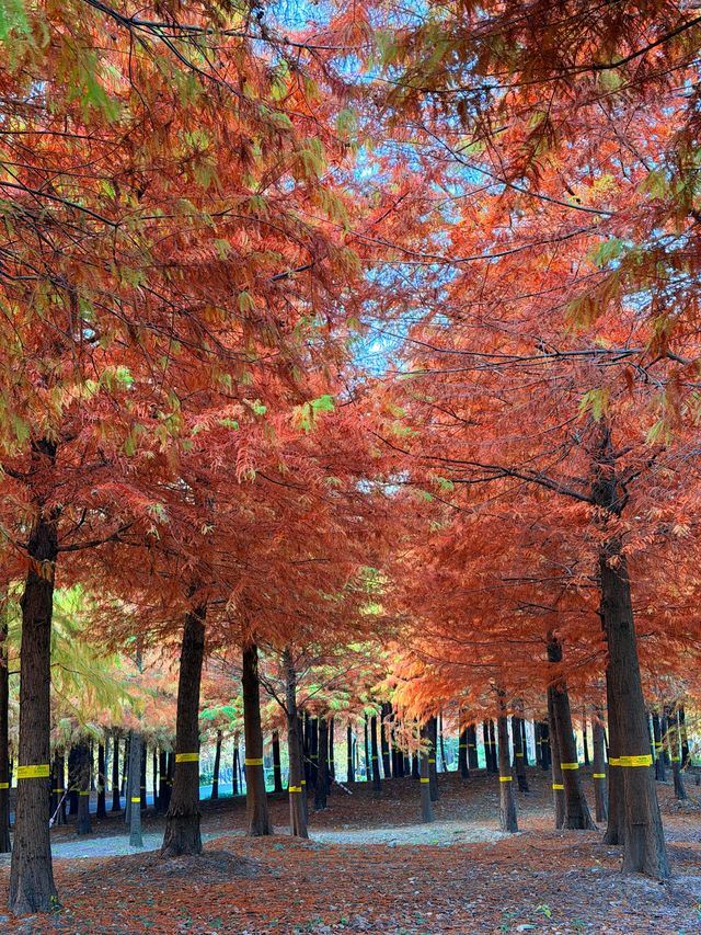 上海的秋天｜藏在康橋的「大興安嶺」小眾秘境！