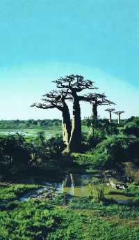 遇見800歲巨樹馬達加斯加猴麵包樹大道攻略《像素版》