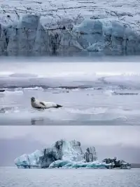 冰島冰河湖遇見海豹|是冬天zui溫柔的驚喜