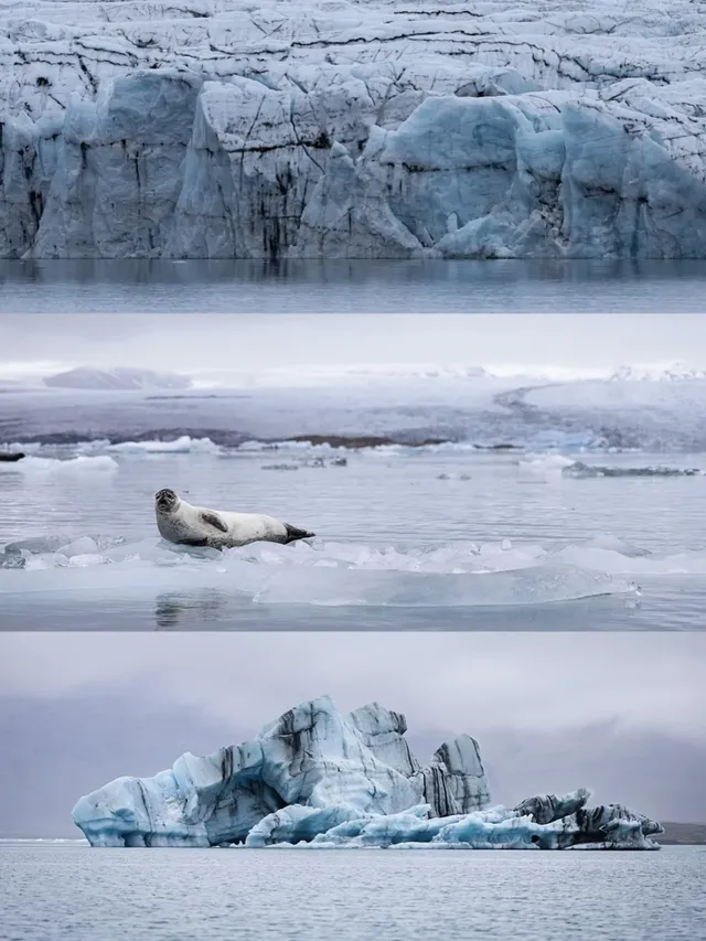 冰島冰河湖遇見海豹|是冬天zui溫柔的驚喜 冰島冰河湖遇見海豹|是冬天zui溫柔的驚喜