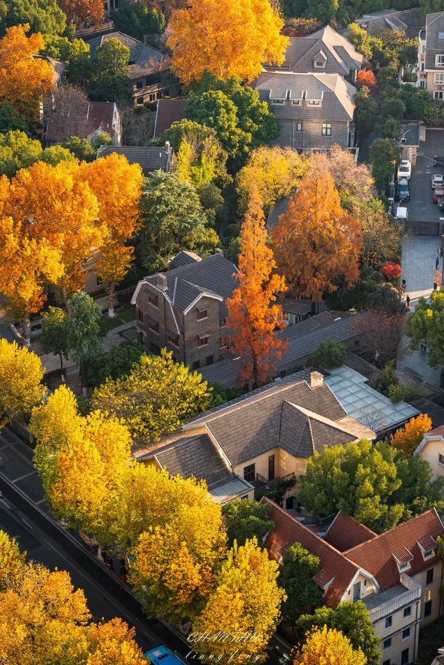 梧桐落滿頤和路,金陵秋意正濃 梧桐落滿頤和路,金陵秋意正濃