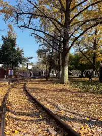 12.1湖州長興銀杏live實錄,秋日感秒get