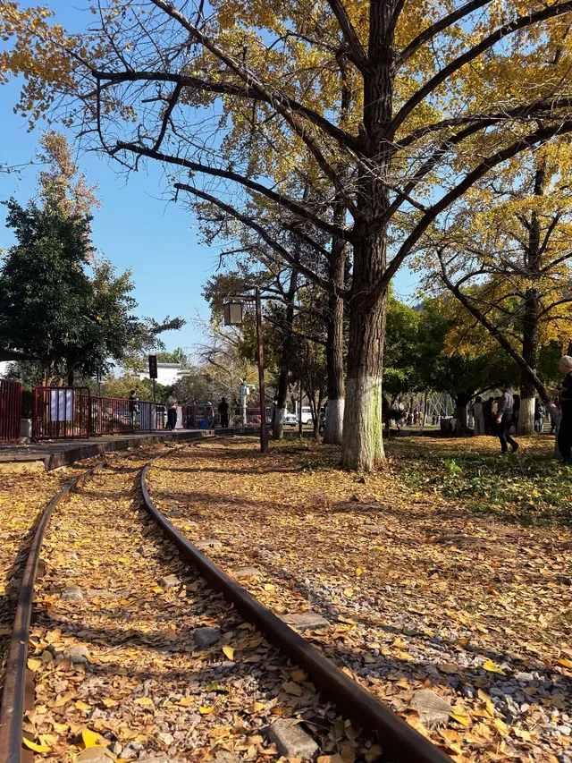 12.1湖州長興銀杏live實錄,秋日感秒get 12.1湖州長興銀杏live實錄,秋日感秒get