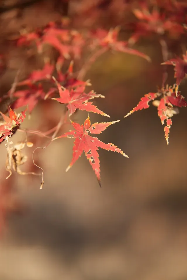 是何老師同款濮院！《嚮往》裡的秋日油畫江南！