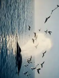 唔好亂衝！涠洲島觀鯨最佳時間攻略奉上