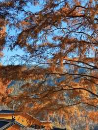 九華山寶藏民宿｜推窗見佛的治癒之旅