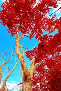 上海魯迅公園｜秋日限定！紅葉與暖陽的絕美約會地