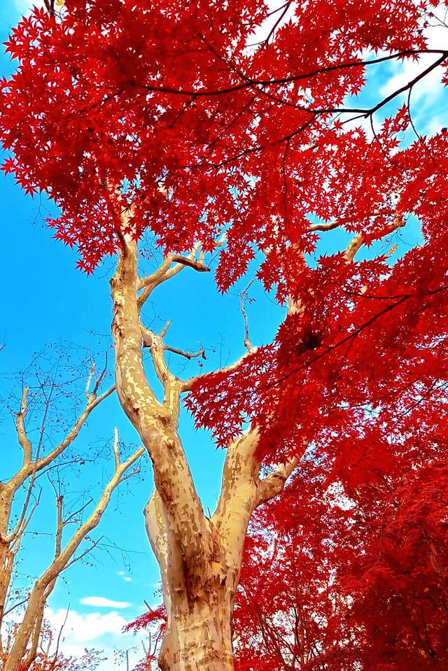 上海魯迅公園｜秋日限定！紅葉與暖陽的絕美約會地