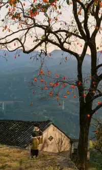 溫州市區1h達這個免費古村,柿子正紅透