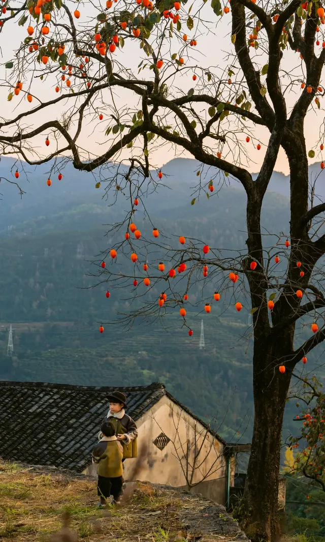溫州市區1h達這個免費古村,柿子正紅透 溫州市區1h達這個免費古村,柿子正紅透
