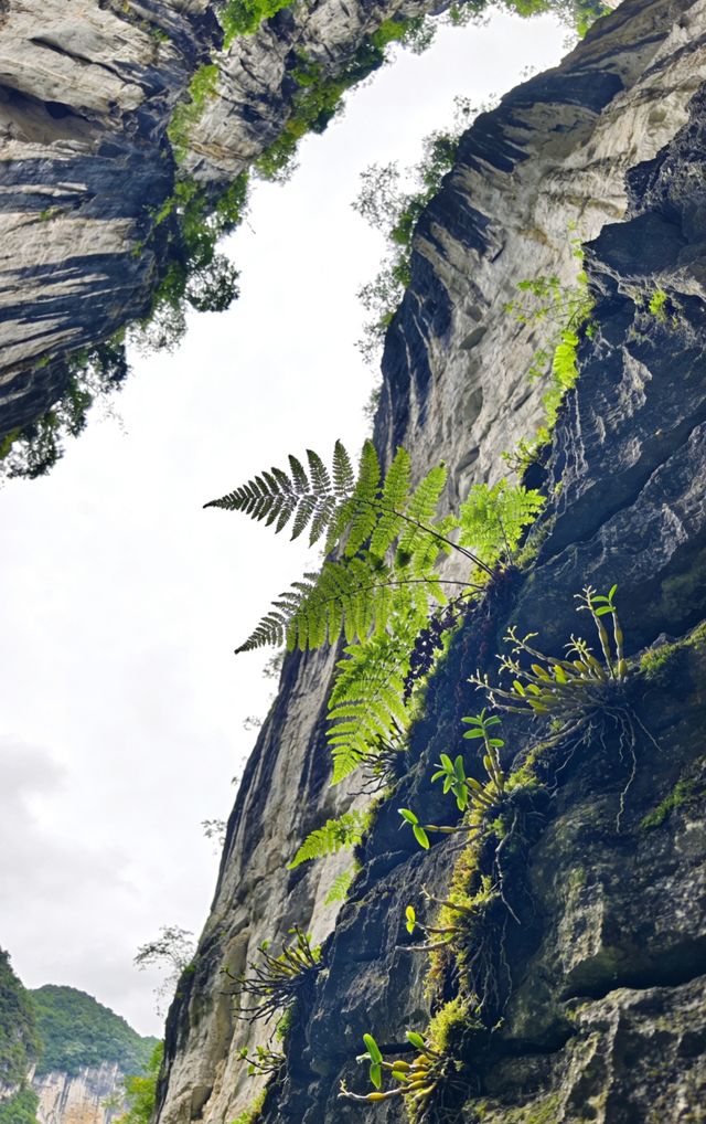 秘境天坑,光之聖殿 秘境天坑,光之聖殿