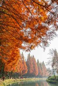 成都昇仙湖公園|晨霧下的水杉林是那麼的夢幻