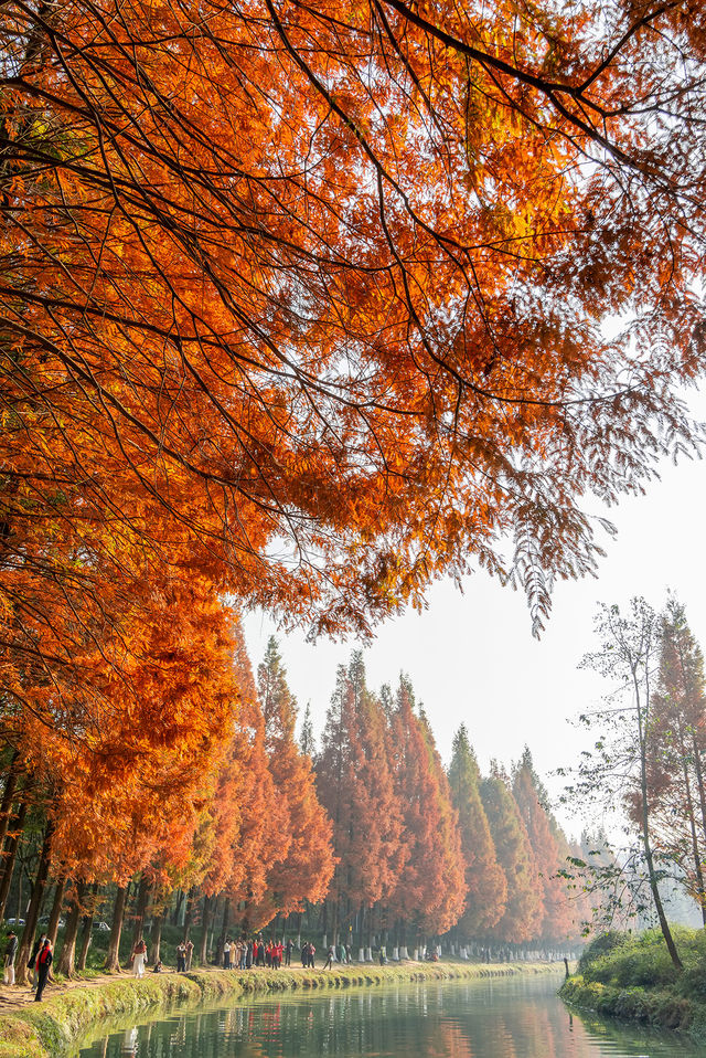 成都昇仙湖公園|晨霧下的水杉林是那麼的夢幻 成都昇仙湖公園|晨霧下的水杉林是那麼的夢幻