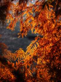 深秋的南京,一不小心闖進了油畫裡