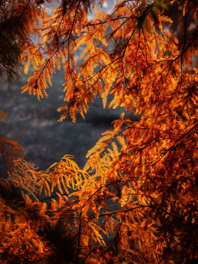 深秋的南京,一不小心闖進了油畫裡 深秋的南京,一不小心闖進了油畫裡