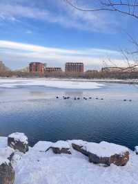 冬日限定雪景蘆葦打卡地