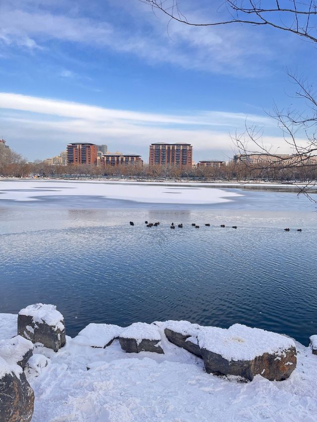 冬日限定雪景蘆葦打卡地