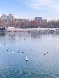 冬日限定雪景蘆葦打卡地