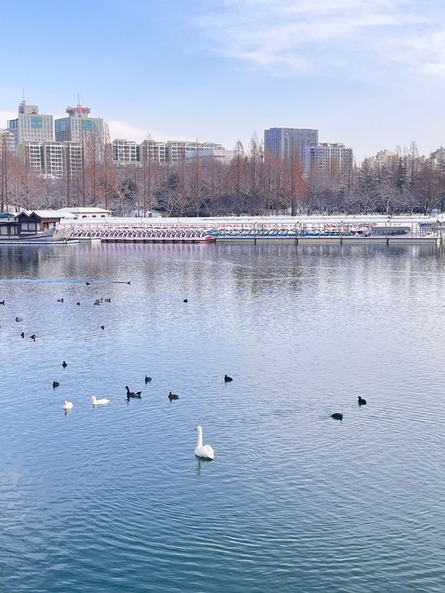 冬日限定雪景蘆葦打卡地
