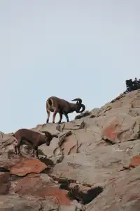 【冬季寧夏】銀川中衛
