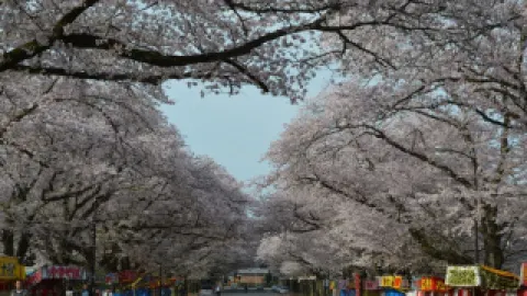 小林牧場桜まつり — traveler post in 印西