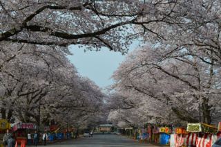 Kobayashi Ranch Cherry Blossom Festival