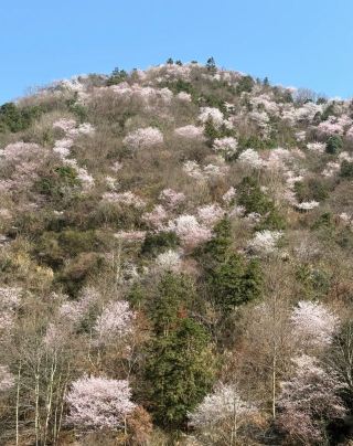 Sichuan Cangxi Ten-Mile Cherry Blossom Embroidered Spring Mountain, a Dreamy Sea of Flowers Blooming to Welcome Spring