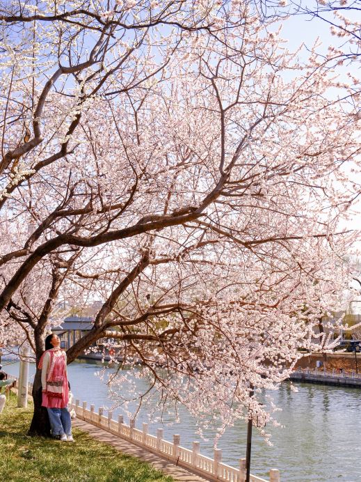 3月18日実写の緑の草地とピンクの桃の花は本当に絶妙な組み合わせです