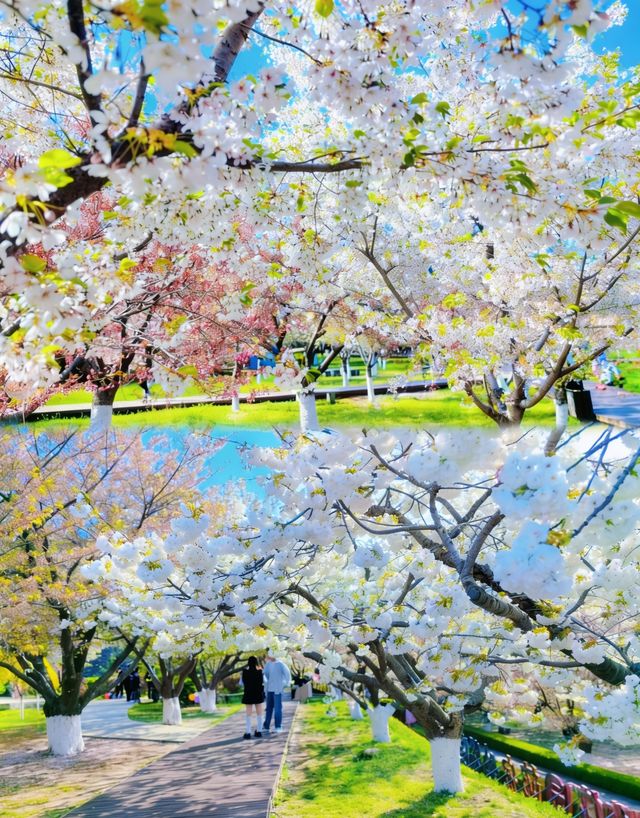 Spring In Dalian Qingming Visit to Dalian Lushun 203 Sakura Garden|A Spring Healed by ...
