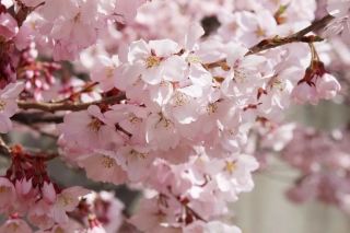 Best Places for Cherry Blossom Viewing in the Mountains