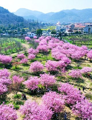 มาที่ต้าเย่ หูเป่ย เพื่อพบกับนัดหมายดอกท้อ