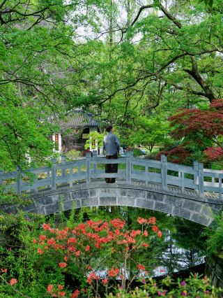 Instantly legendary! The azaleas at Xiaoyaojin Park in Hefei are in full bloom