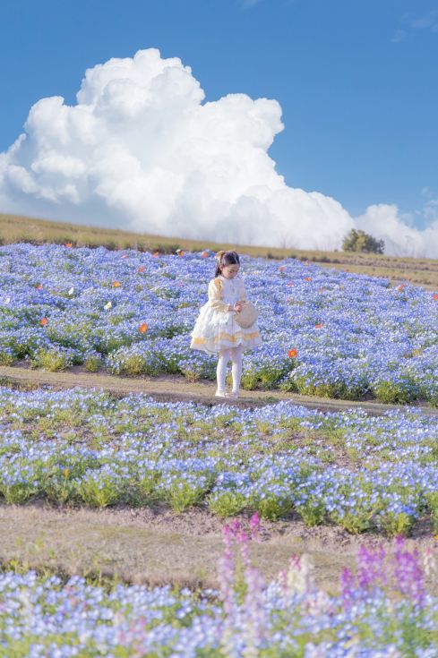 The Nemophila at Binjiang Forest Park Phase II is blooming