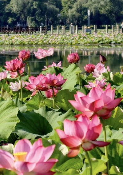月湖公園の蓮の花が夏を完全に支配！ | Trip.com 長沙