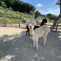 Alpaca World, Korea