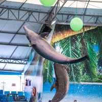  ดูแมวน้ำ 🦭 เล่นกับโลมา 🐬
Dolphins Bay Phuket