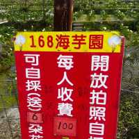 Yang Ming Shan Zhu Zi Hu